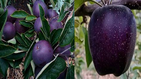 Black Diamond Apple The Rarest Black Diamond Apple In The World