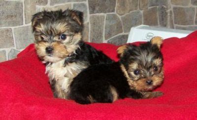 There is a small adoption fee.he has his rabies vaccine and is spayed.he is a really good dog and would make a great guard dog :) the only problem. Adorable Teacup Yorkie Puppies For Adoption