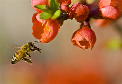 Neonicotinoid Insecticides Affect Bee Reproduction Beyond Pesticides Daily News Blog