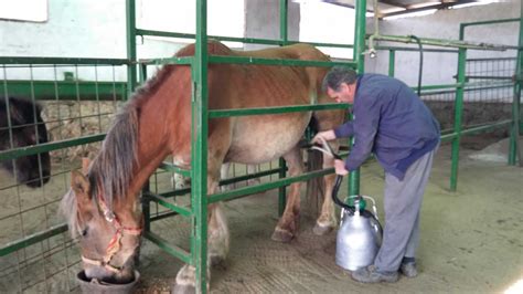 Aquí La Tierra Leche De Yegua Rica Sana Y Fresca Rtvees