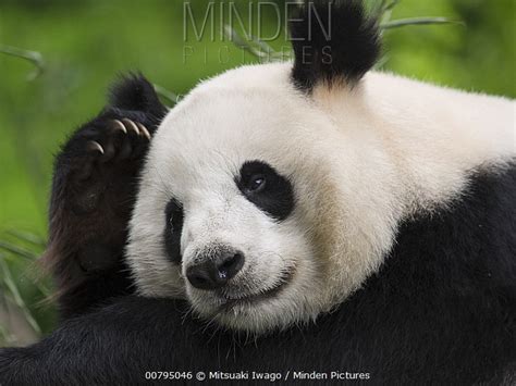 Giant Panda Stock Photo Minden Pictures
