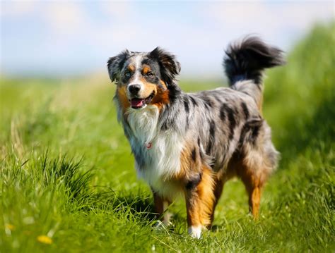 Although there is an ongoing debate of where exactly the australian shepherd breed began. Characteristics of the Australian Shepherd-Border Collie ...
