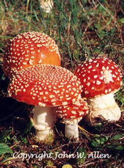 Poisonous mushrooms in washington state. Washington State Amanita Caps (Grade A++)