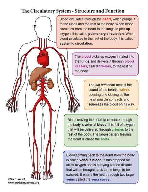 Circulatory System Unit Reading Diagrams Worksheets Advanced