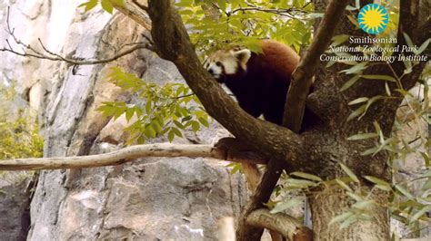 Red Pandas On Exhibit At The Smithsonians National Zoo Youtube