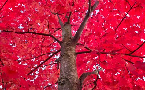 Wallpaper Tree Red Maples Leaves Autumn 5120x2880 Uhd 5k Picture Image