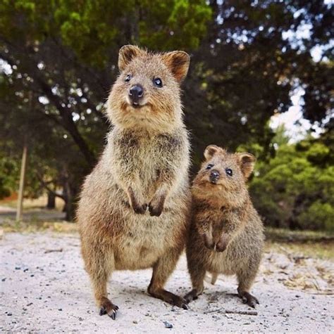 Humans may have threatened them with deforestation, but we are trying to do better by them now. Quokka Selfie Trend Has People Posing with Adorable ...