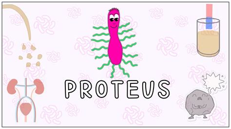 Proteus Mirabilis Morphology Pathogenesis Clinical Significance