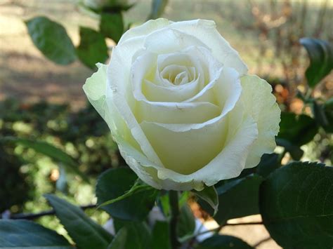Kumpulan Galeri Gambar Bunga Mawar Putih Tercantik Terindah Terbaru