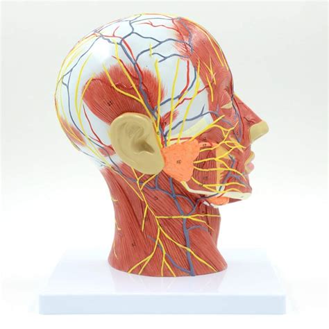 Buy Xctlzg Anatomical Human Anatomical Half Head And Face Anatomy