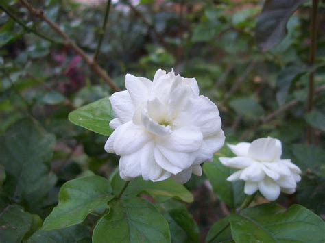 Perfect in containers on the patio as it releases a beautiful scent during the evening. Jasmine Flower | Jasmine flowers perfume my garden in the ...
