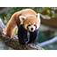 Endangered Red Panda Escapes From Belfast Zoo Prompting Police Appeal 