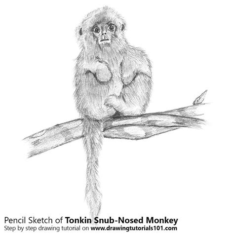 Fun baby shower idea drawing on baby clothes with markers photos. Tonkin Snub-Nosed Monkey Pencil Drawing - How to Sketch ...