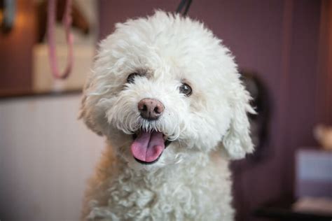 Bichon Poodle Uncovering The Charm Of This Designer Breed