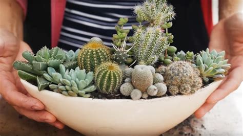 Cacti And Succulents Arrangement First Experience Youtube