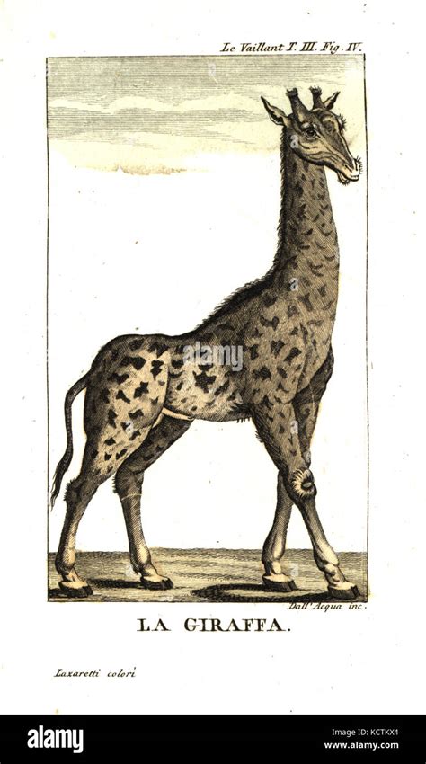 Male Giraffe Giraffa Camelopardalis From Francois Le Vaillants