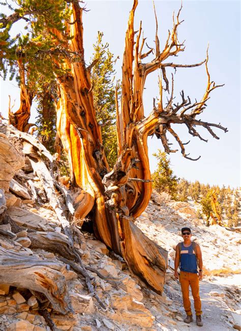 Ancient Bristlecone Pine Forest The Worlds Oldest Trees