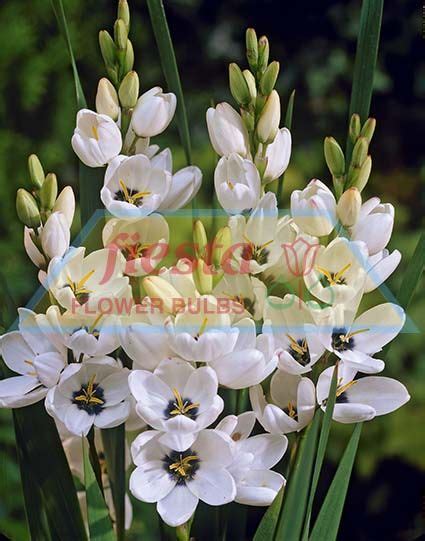 Snowy white 'polar bear' gladiolus shines bright in your garden or cut flower display. Giant White Ixias Spring Bulbs Flower Bulbs ::. Fiesta ...