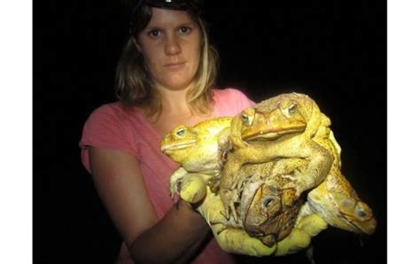 The Rapid Spread Of Australias Cane Toad Pests Bbc News
