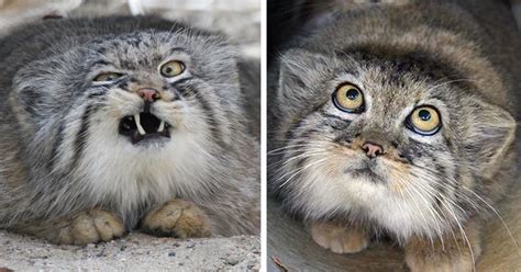 We post fat cats only ✌🏼 10k🔓50k🔓100k🔒 ps: The Pallas Cat Is The Most Expressive Cat In The World ...