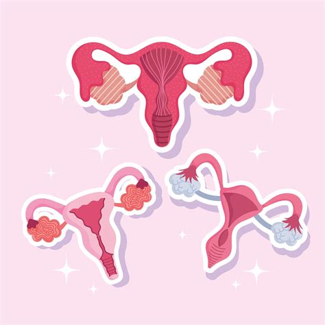 Sistema Reproductivo Humano Femenino Anatomía Ginecología Mujeres