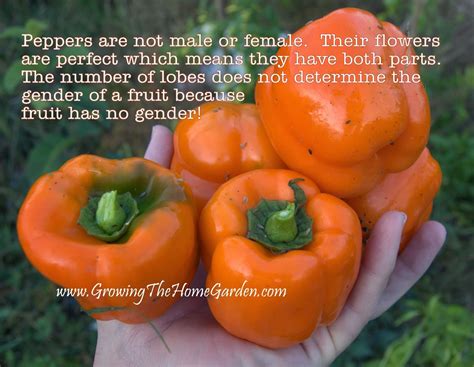 Not only attract pollinators, but also protect the pistil and stamen. Peppers have no gender because fruit is neither male or ...