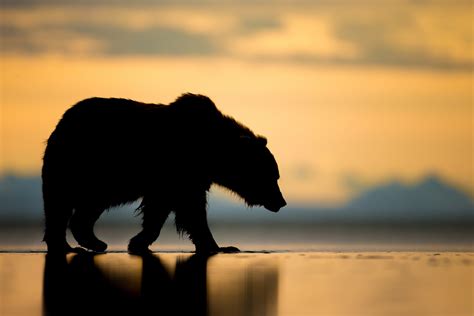 Download Sunset Silhouette Alaska Animal Bear Hd Wallpaper