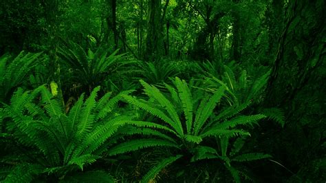 1920x1080 Leaves Ferns Macro Water Drops Nature Plants  247 Kb Hd