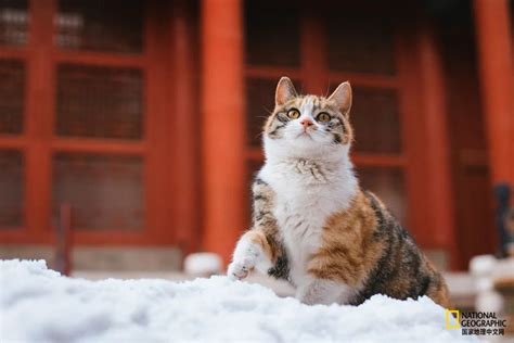 故宫的猫 比雪好看太多了凤凰网旅游凤凰网