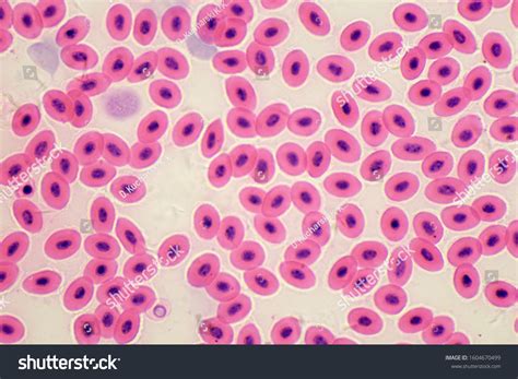 Fish Blood Cells Under Microscope Stock Photo 1604670499 Shutterstock
