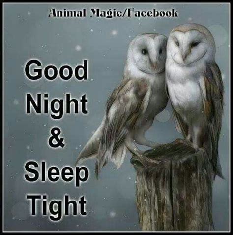 Pin By Darlene On Good Night Good Night Sleep Tight Animal Magic