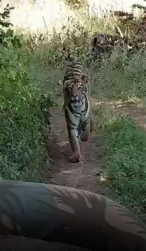 Tourists Terror As Huge Tiger Chases Their Open Top Jeep On Safari