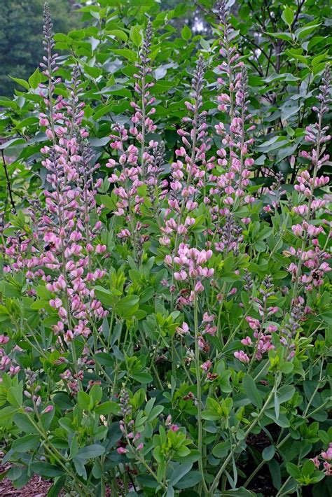 Baptisia Pink Truffles Deer Resistant Plants Pink Perennials Plants