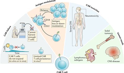Car T Cell Therapy Process