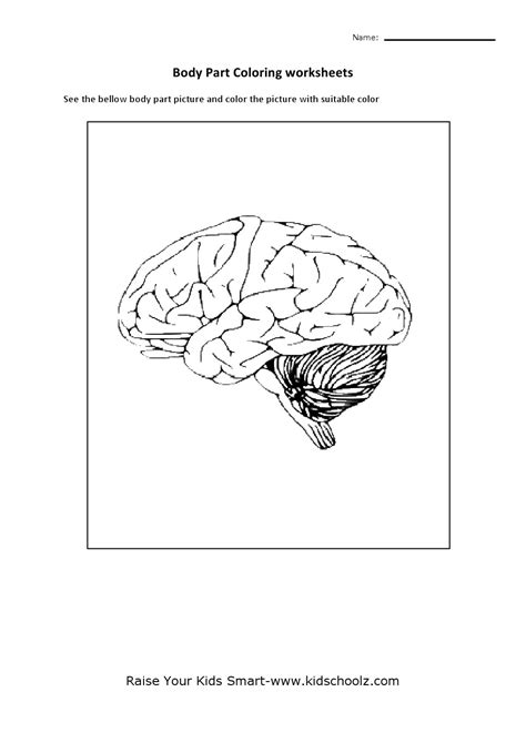 Human Brain Worksheet