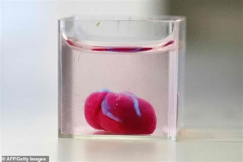 Scientists Make The Worlds First 3d Printed Heart Daily Mail Online