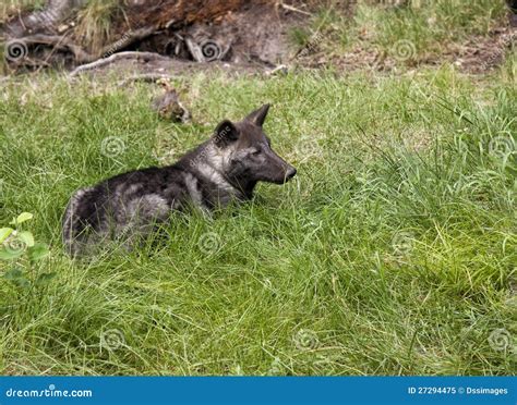 Black Wolf Pup Royalty Free Stock Photo Image 27294475