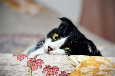 10 Purrfect Valentine's Day Cards For Cat Lovers | Cat-Opedia
