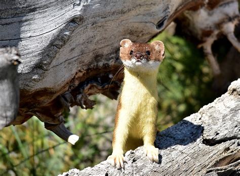 Art Landers Outdoors The Long Tailed Weasel A Fearless Little