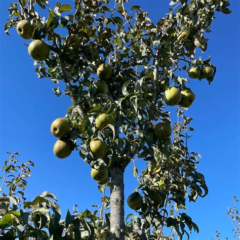 Anjou Pear Tree Organic Hudson Valley Seed Company