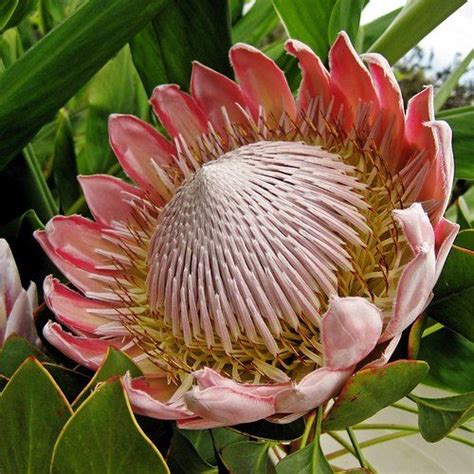 ★☯★ King Protea Flower South Africas National Emblem ★☯★ King Protea