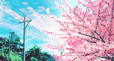 Japanese Cherry Blossoms S Find And Share On Giphy
