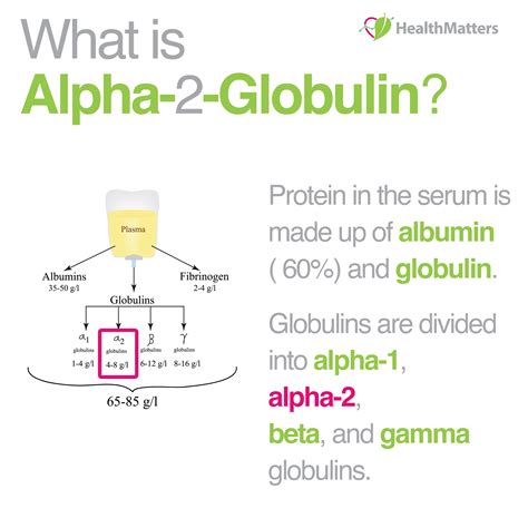What Is Alpha 2 Globulin Serum