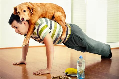 5 Care Tips For Doggos And Rescue Hoomans Doggo Blogo