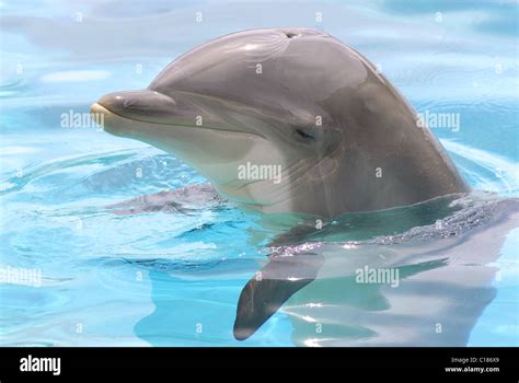 Profile Head Of Bottlenose Dolphin Tursiops Truncatus Stock Photo Alamy