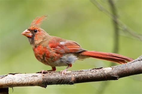 Don Weiss Photography Recent Additions Cardinal Male Juvenile