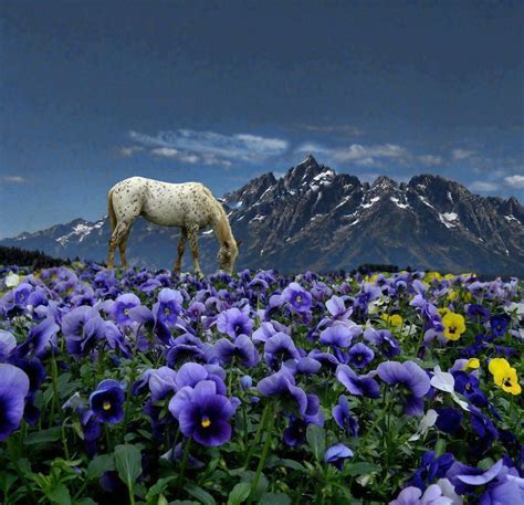 Horse And Wildflowers Pixdaus Beautiful Horses Horses Beautiful