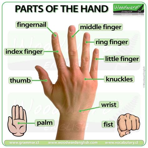 Parts Of The Hand English Vocabulary Artofit