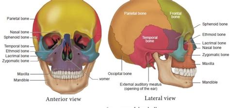 Skull Anatomy Science Online