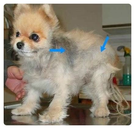 Audit of 10 years' experience at st john's institute of dermatology. Alopecia X(포메라니안 탈모,포메 털빠짐) - 포메라니안 털이 안자라요/대전 동물병원 : 네이버 블로그